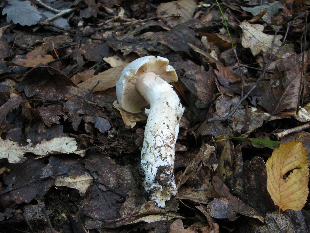 Entoloma Lividum 03